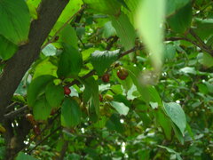 Cornus officinalis