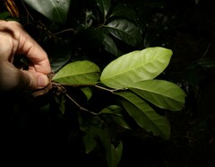 Diospyros fasciculosa