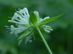 Asperula taurina