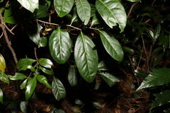 Diospyros fasciculosa