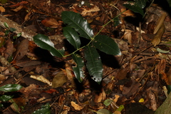 Wilkiea macrophylla