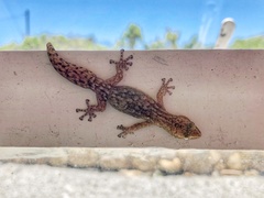 Afrogecko porphyreus