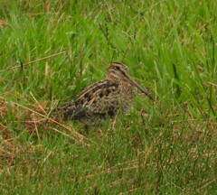 Gallinago hardwickii