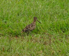 Gallinago hardwickii