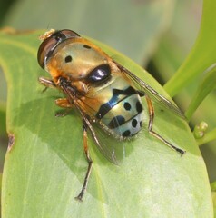 Austalis pulchella