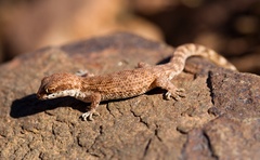 Tropiocolotes algericus