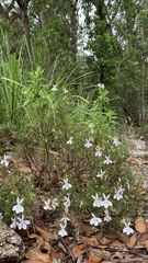 Lithotoma anethifolia