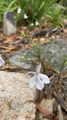 Lithotoma anethifolia