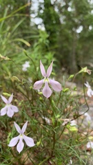 Lithotoma anethifolia