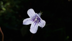 Streptocarpus rexii