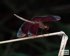 Neurothemis stigmatizans