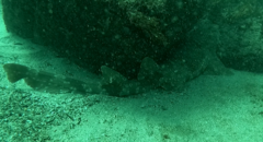 Orectolobus maculatus