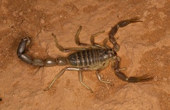 Androctonus amoreuxi