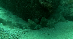 Orectolobus maculatus