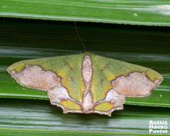 Agathiopsis maculata