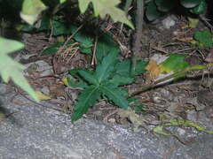 Speranskia tuberculata