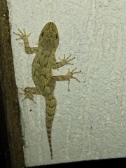 Mediodactylus kotschyi