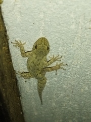 Mediodactylus kotschyi