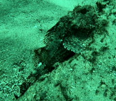Scorpaena jacksoniensis