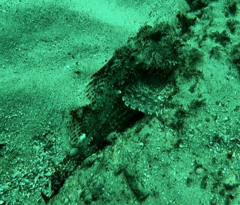 Scorpaena jacksoniensis