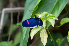 Heliconius erato cyrbia