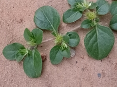 Alternanthera pungens