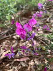 Indigofera australis
