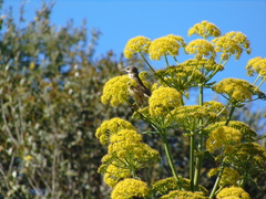 Curruca communis