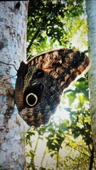 Caligo brasiliensis