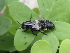 Creophilus maxillosus
