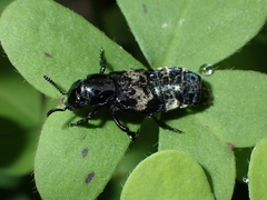 Creophilus maxillosus