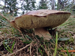 Boletus pinophilus