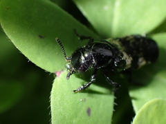 Creophilus maxillosus