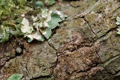 Lecanora strobilina