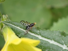 Euleia separata