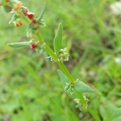 Rumex bucephalophorus