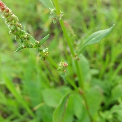 Rumex bucephalophorus