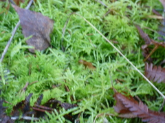 Eurhynchium