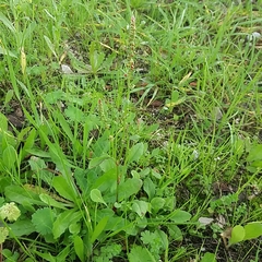 Rumex bucephalophorus