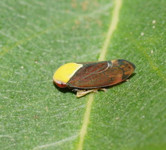 Tartessini
