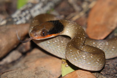 Crotaphopeltis hotamboeia
