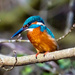 European Common Kingfisher - Photo (c) corneliaweinberger, some rights reserved (CC BY-NC)