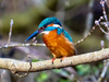 European Common Kingfisher - Photo (c) corneliaweinberger, some rights reserved (CC BY-NC)