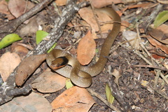 Crotaphopeltis hotamboeia