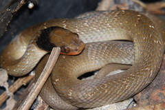 Crotaphopeltis hotamboeia