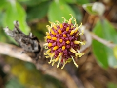 Macrolearia colensoi