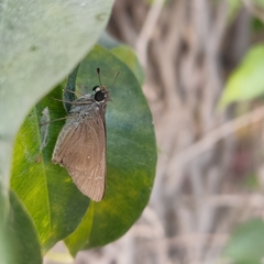 Pelopidas mathias