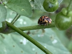Henosepilachna vigintisexpunctata