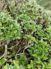 Macrolearia colensoi