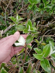 Macrolearia colensoi
